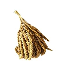 Spighe panico 250gr usato  Spedito ovunque in Italia 