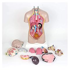 Oaqzgbvk skeleton human for sale  Delivered anywhere in USA 