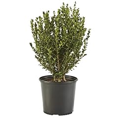 Boxwood wintergreen gallon for sale  Delivered anywhere in USA 