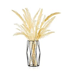 Black pampas grass for sale  Delivered anywhere in USA 