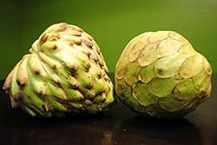 Dr. white cherimoya for sale  Delivered anywhere in USA 