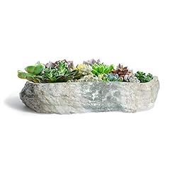 T4u succulent pot for sale  Delivered anywhere in USA 