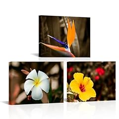 Rnnjoile tropical flower for sale  Delivered anywhere in USA 