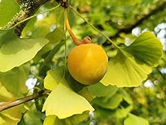 Living fossil ginkgo for sale  Delivered anywhere in UK