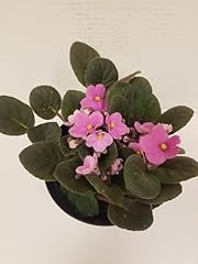 Live pink african for sale  Delivered anywhere in USA 
