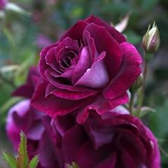 Heirloom roses rose for sale  Delivered anywhere in USA 