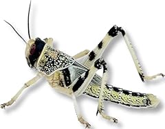 Livefood live locusts for sale  Delivered anywhere in UK