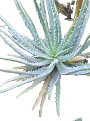 Generic organic torch for sale  Delivered anywhere in USA 