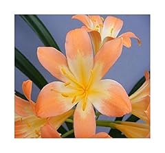 Pcs clivia miniata for sale  Delivered anywhere in Ireland