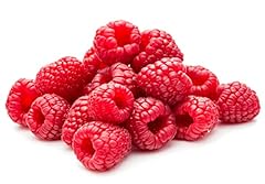 Joan thornless raspberry for sale  Delivered anywhere in USA 