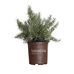 Chef choice rosemary for sale  Delivered anywhere in USA 