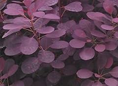 Purple smoke tree for sale  Delivered anywhere in USA 