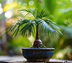 Money palm bonsai for sale  Delivered anywhere in USA 