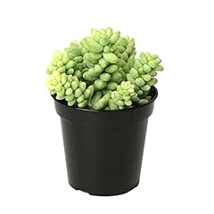 Altman plants 3.5 for sale  Delivered anywhere in USA 