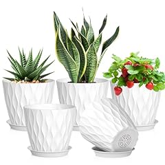 Meowell inch plant for sale  Delivered anywhere in USA 