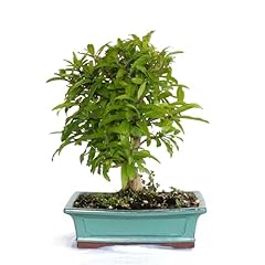 Kentis bonsai dal usato  Spedito ovunque in Italia 