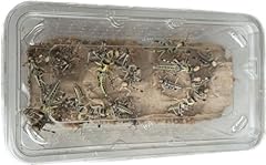 Livefood live locusts for sale  Delivered anywhere in UK