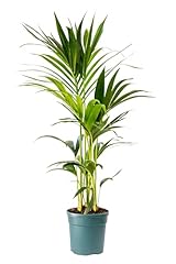 Bonplants kentia palma usato  Spedito ovunque in Italia 