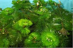 Stems green cabomba for sale  Delivered anywhere in USA 