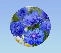 Graines bleuet 100 d'occasion  Livré partout en France