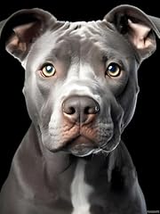 Blue nose pitbull for sale  Delivered anywhere in USA 