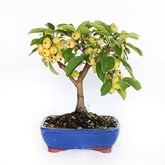 Kentis bonsai melo usato  Spedito ovunque in Italia 