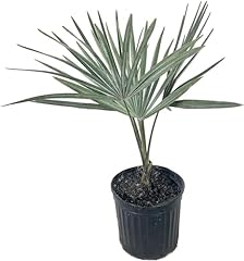 Live plant silver for sale  Delivered anywhere in USA 