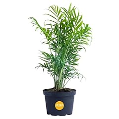 Costa farms neanthebella for sale  Delivered anywhere in USA 