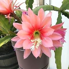 Agatha epiphyllum orchid for sale  Delivered anywhere in USA 