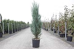 Suttons juniperus scopulorum for sale  Delivered anywhere in UK
