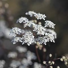 Plant theory 9cm for sale  Delivered anywhere in UK