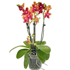 Rare scented orchid for sale  Delivered anywhere in UK
