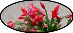 Flowerpotnursery christmas cac for sale  Delivered anywhere in USA 