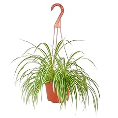 Shop succulents spider for sale  Delivered anywhere in USA 