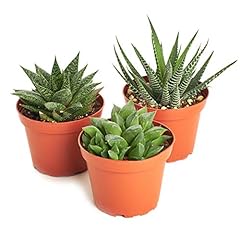 Shop succulents alluring for sale  Delivered anywhere in USA 