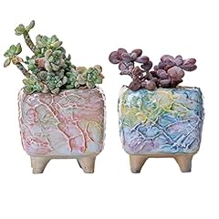 Daveinmic inch succulent for sale  Delivered anywhere in USA 
