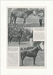 Kunstdruck cavalli arabi usato  Spedito ovunque in Italia 