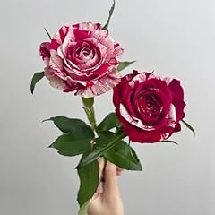 150 semi rosa usato  Spedito ovunque in Italia 