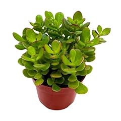 Bubbleblooms jade succulent for sale  Delivered anywhere in USA 