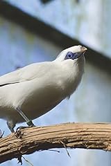White bali mynah for sale  Delivered anywhere in UK