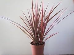 Dracaena marginata colorama for sale  Delivered anywhere in USA 