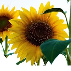 Graines tournesol géant d'occasion  Livré partout en France