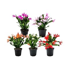 5pk pot spring for sale  Delivered anywhere in USA 
