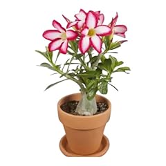 Rare desert rose for sale  Delivered anywhere in UK