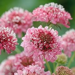 Scabious salmon queen for sale  Delivered anywhere in Ireland