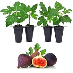 Violette bordeaux fig for sale  Delivered anywhere in USA 