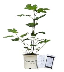 Chicago hardy fig for sale  Delivered anywhere in USA 