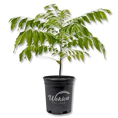 Curry tree sweet for sale  Delivered anywhere in USA 