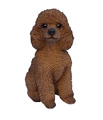 Brown french poodle for sale  Delivered anywhere in USA 