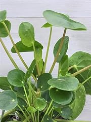 Pilea peperomioides aka for sale  Delivered anywhere in USA 